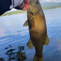 スモールマウスバス