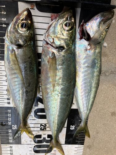 アジの釣果