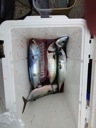 サバの釣果