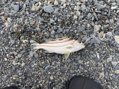 コトヒキの釣果