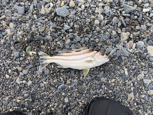 コトヒキの釣果