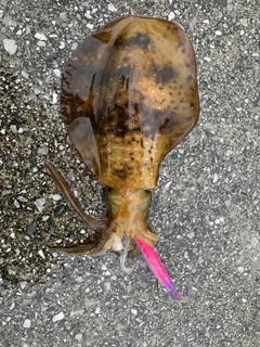 アオリイカの釣果