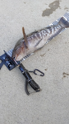アイナメの釣果