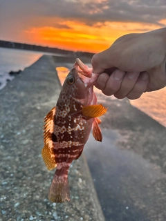 キジハタの釣果