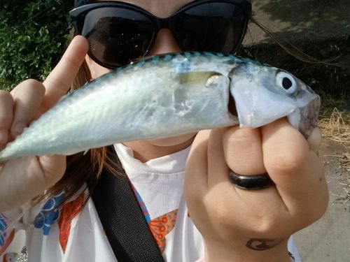 サバの釣果