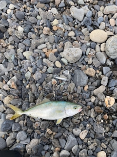 ワカシの釣果