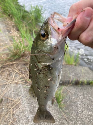 セイゴ（マルスズキ）の釣果