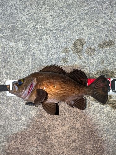 メバルの釣果