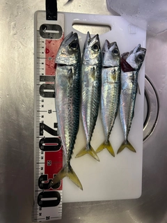 サバの釣果
