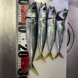 サバ