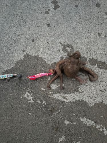 タコの釣果