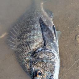 チヌ