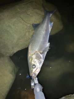 フッコ（マルスズキ）の釣果
