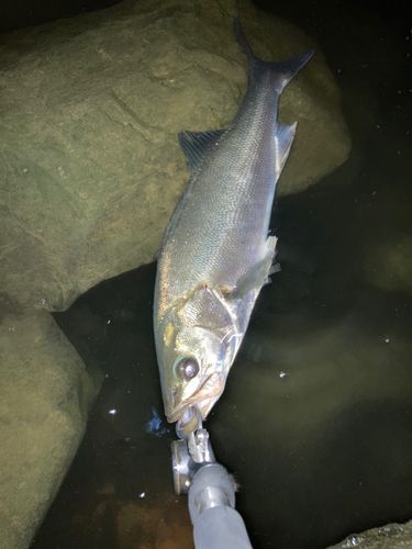 フッコ（マルスズキ）の釣果