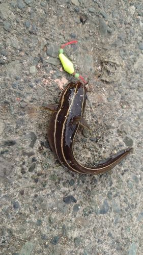 ゴンズイの釣果