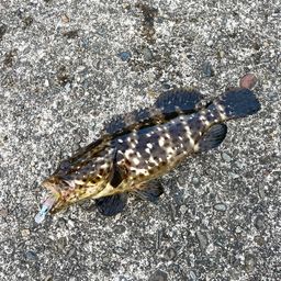 チャイロマルハタ