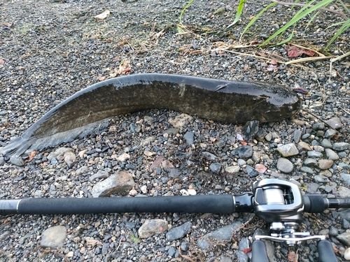 ナマズの釣果