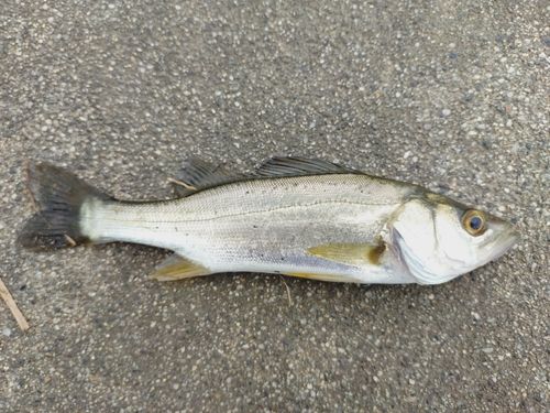 セイゴ（マルスズキ）の釣果