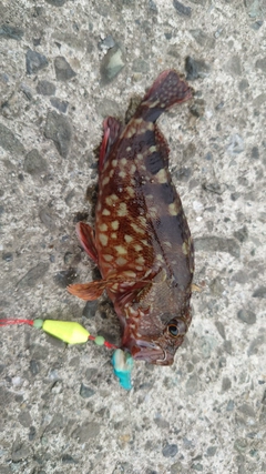 カサゴの釣果