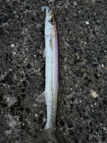 アカカマスの釣果