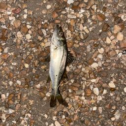 セイゴ（マルスズキ）