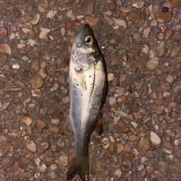 セイゴ（マルスズキ）