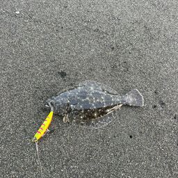 ソゲ