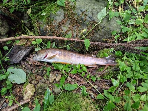 イワナの釣果