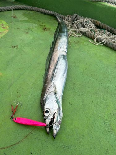 タチウオの釣果
