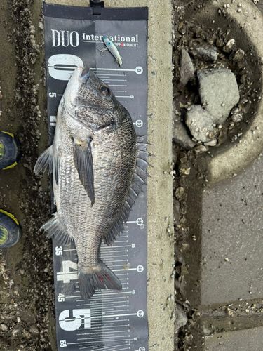 チヌの釣果