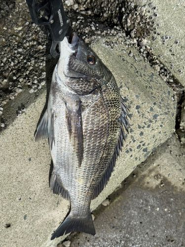 チヌの釣果