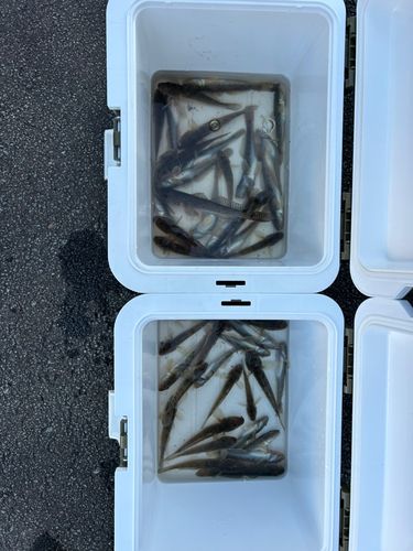 ハゼの釣果