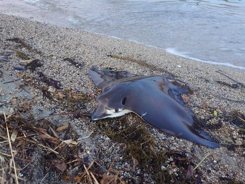 ナルトビエイの釣果