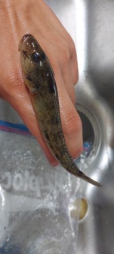 マハゼの釣果
