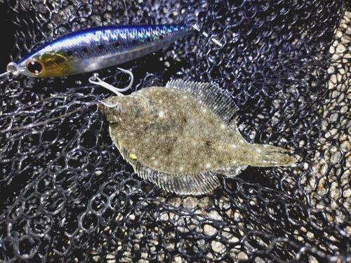 ヒラメの釣果