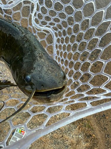 ナマズの釣果