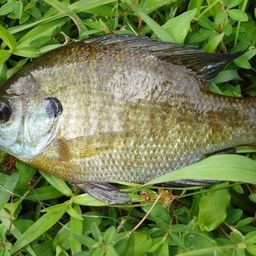 ブルーギル