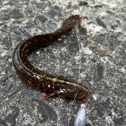 ダイナンギンポ