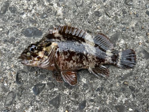 ムラソイの釣果