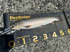 アメマスの釣果