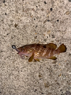 キジハタの釣果