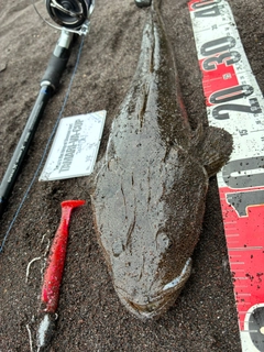 マゴチの釣果