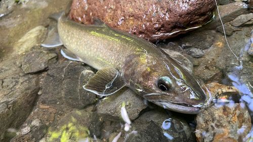 ヤマトイワナの釣果