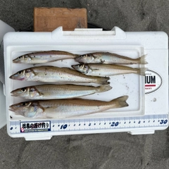 シロギスの釣果