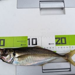 アジ