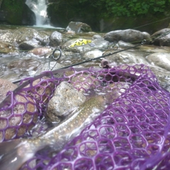 イワナの釣果