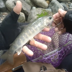 イワナの釣果
