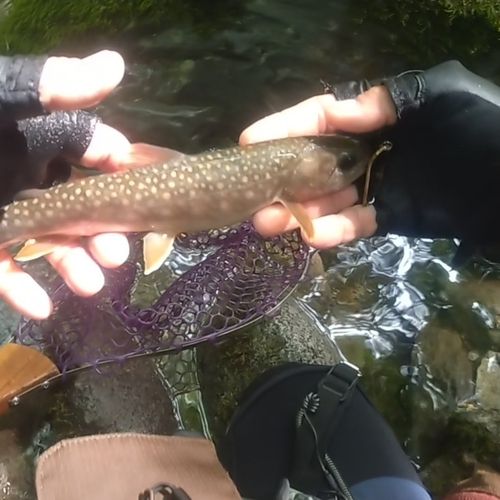 イワナの釣果