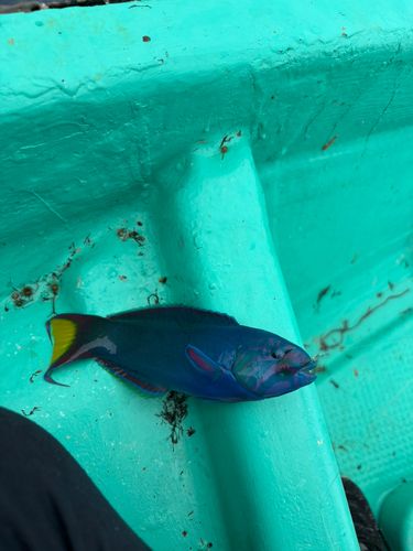 オトメベラの釣果