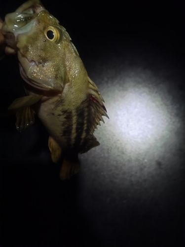 シマソイの釣果